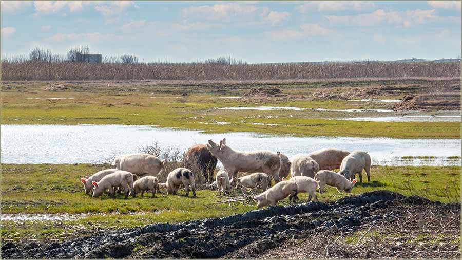 �iviti slobadno..., kav nekad...