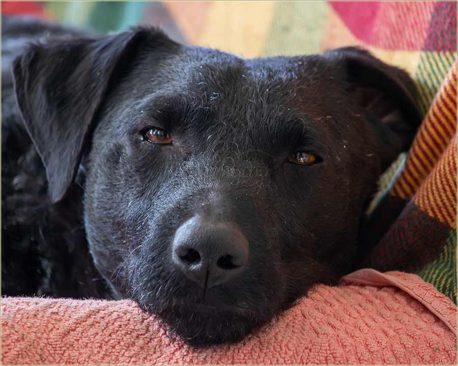 Dal se i Vama �ini, da �vr�a, kav da ka�e...