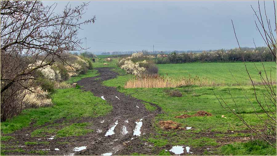 Trnjine cvetadu krozAtar !!!