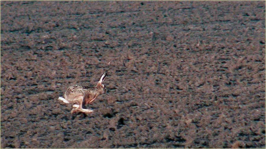 Zec be�i..., kav moj ker !!!